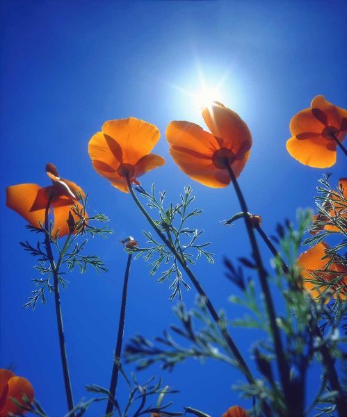 California, Suns rays though a California Poppy